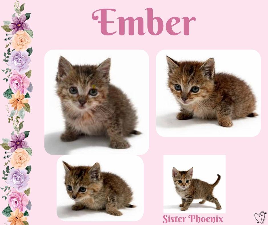 Enlarge Ember, a Adoptable mixed breed in Trophy Club, TX image 5/5
