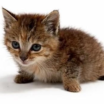 Enlarge Ember, a Adoptable mixed breed in Trophy Club, TX image 3/5