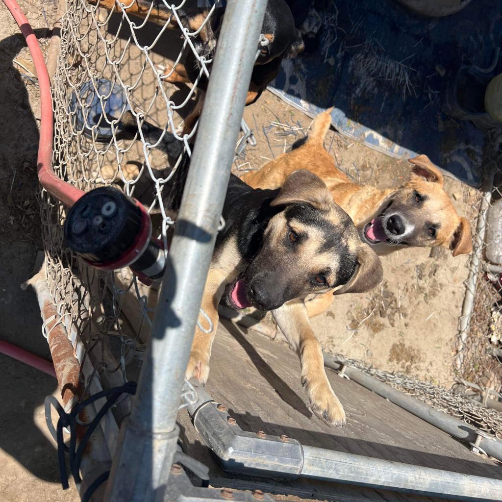 RIVER, Adoptable, Adult Male Shepherd & Mixed Breed.
