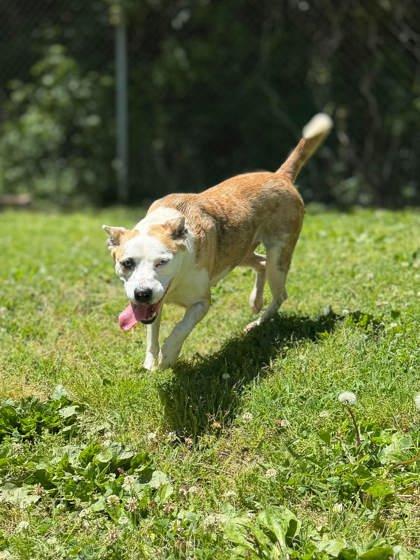 Enlarge Aggie, a ADOPTABLE Mixed Breed in Leitchfield, KY image 1/2