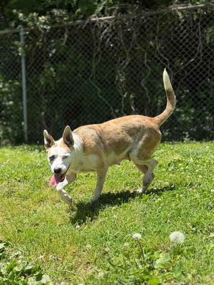 Enlarge Aggie, a ADOPTABLE Mixed Breed in Leitchfield, KY image 2/2