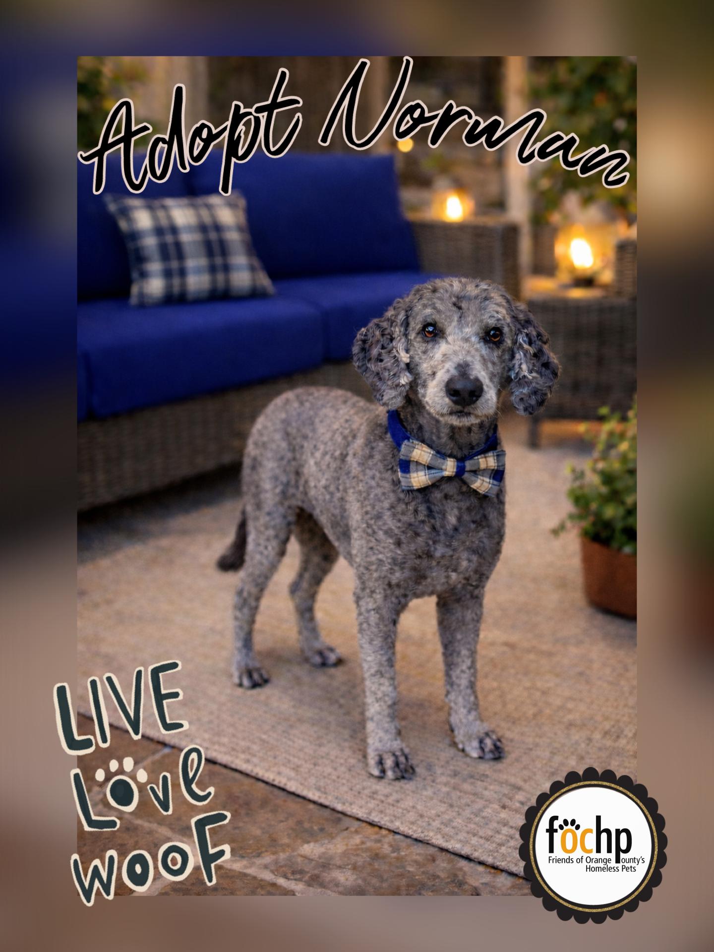 Enlarge Norman, a Adoptable mixed breed in Orange, CA image 1/2