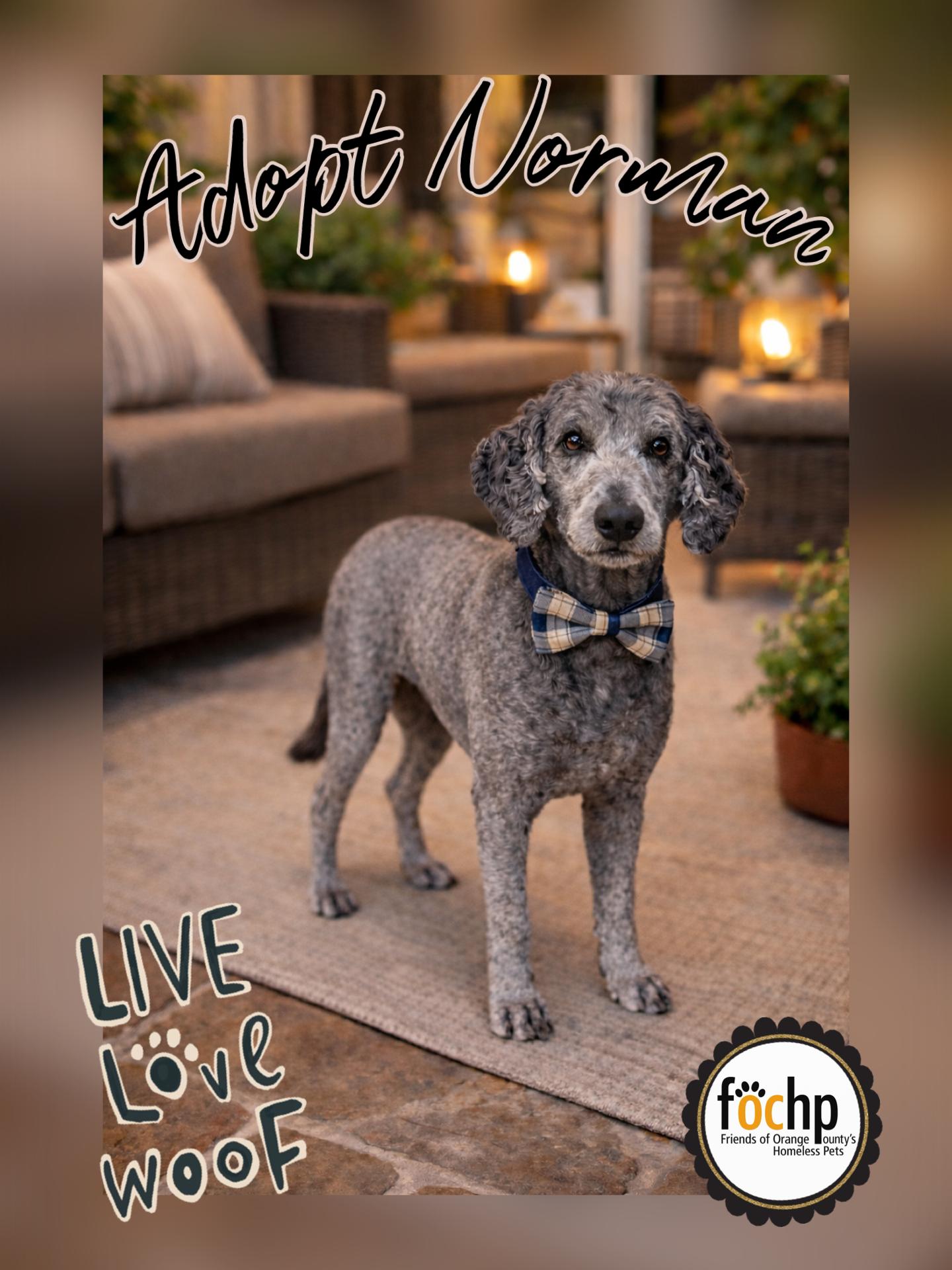 Enlarge Norman, a Adoptable mixed breed in Orange, CA image 2/2