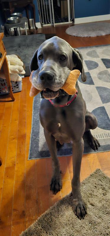 Forrest, Adoptable, Adult Male Great Dane.