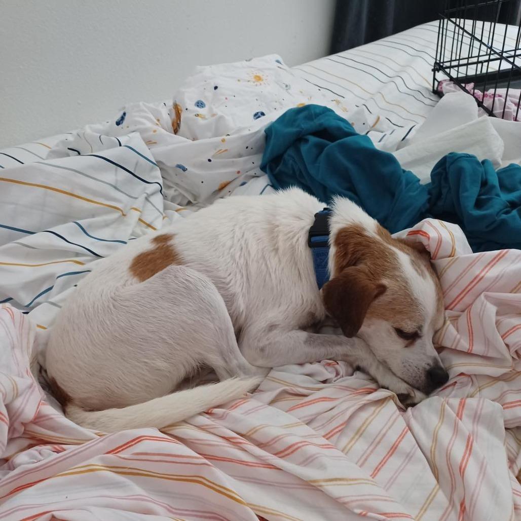 Rubicon, a Adoptable Parson Russell Terrier in Sonoma, CA image 1/6