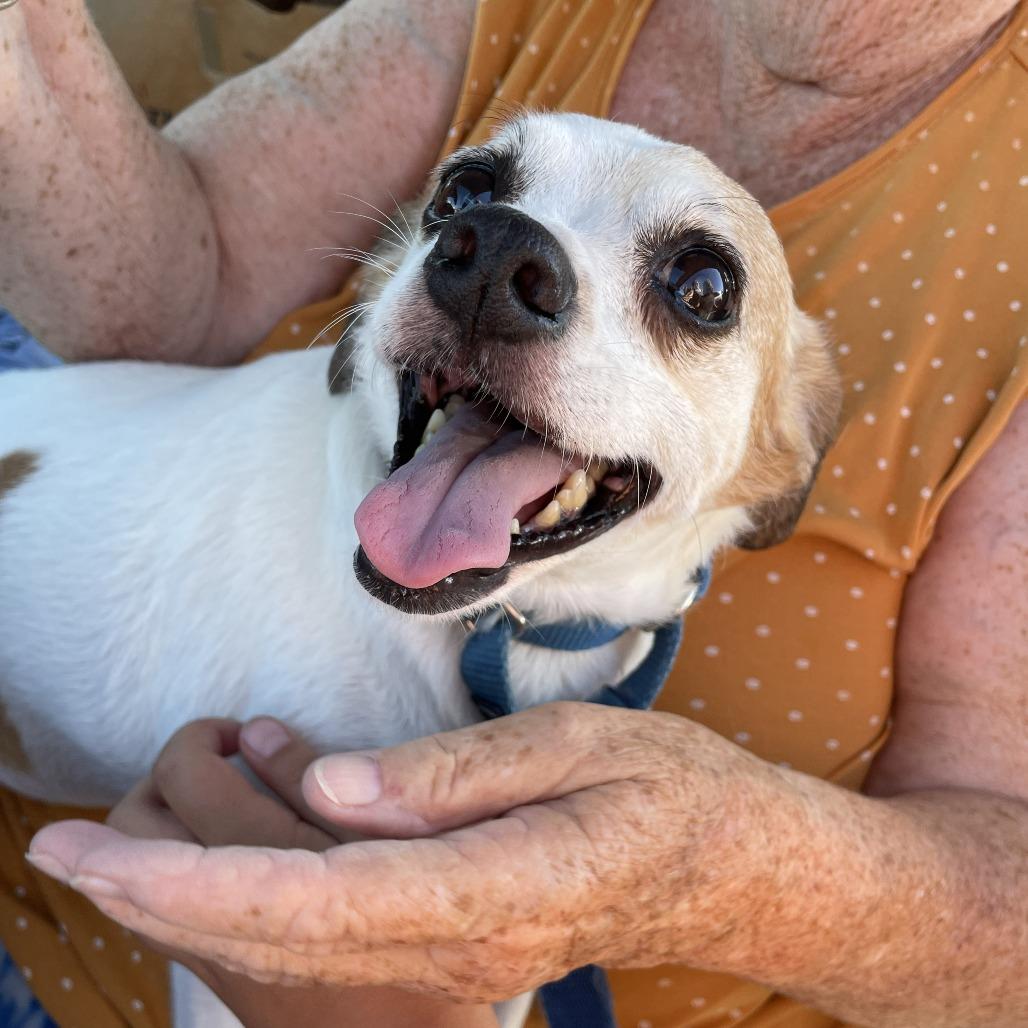 Rubicon, a Adoptable Parson Russell Terrier in Sonoma, CA image 3/6