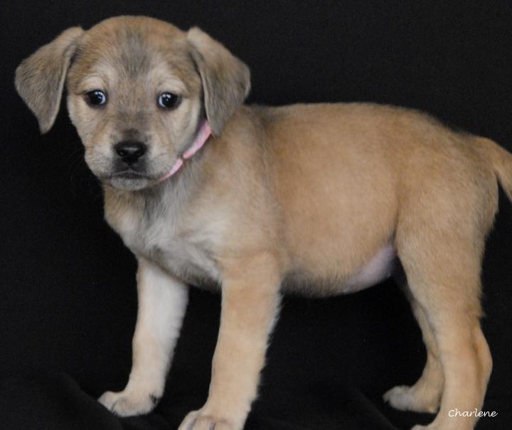 Enlarge Cece, an adopted mixed breed in Newland, NC image 1/1