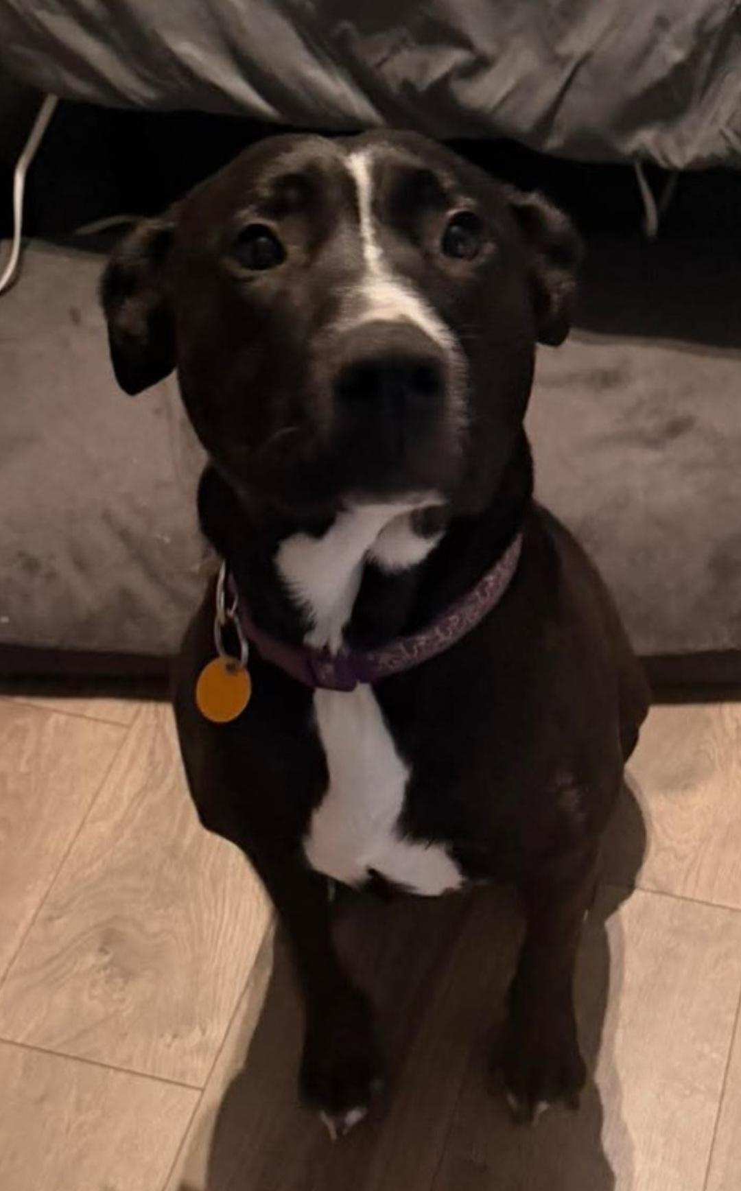 Cinder, a Adoptable Labrador Retriever in merrillville, IN image 2/3