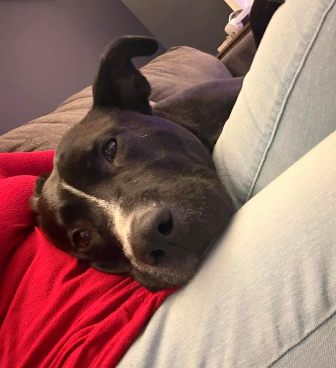 Cinder, Adoptable, Adult Female Labrador Retriever.