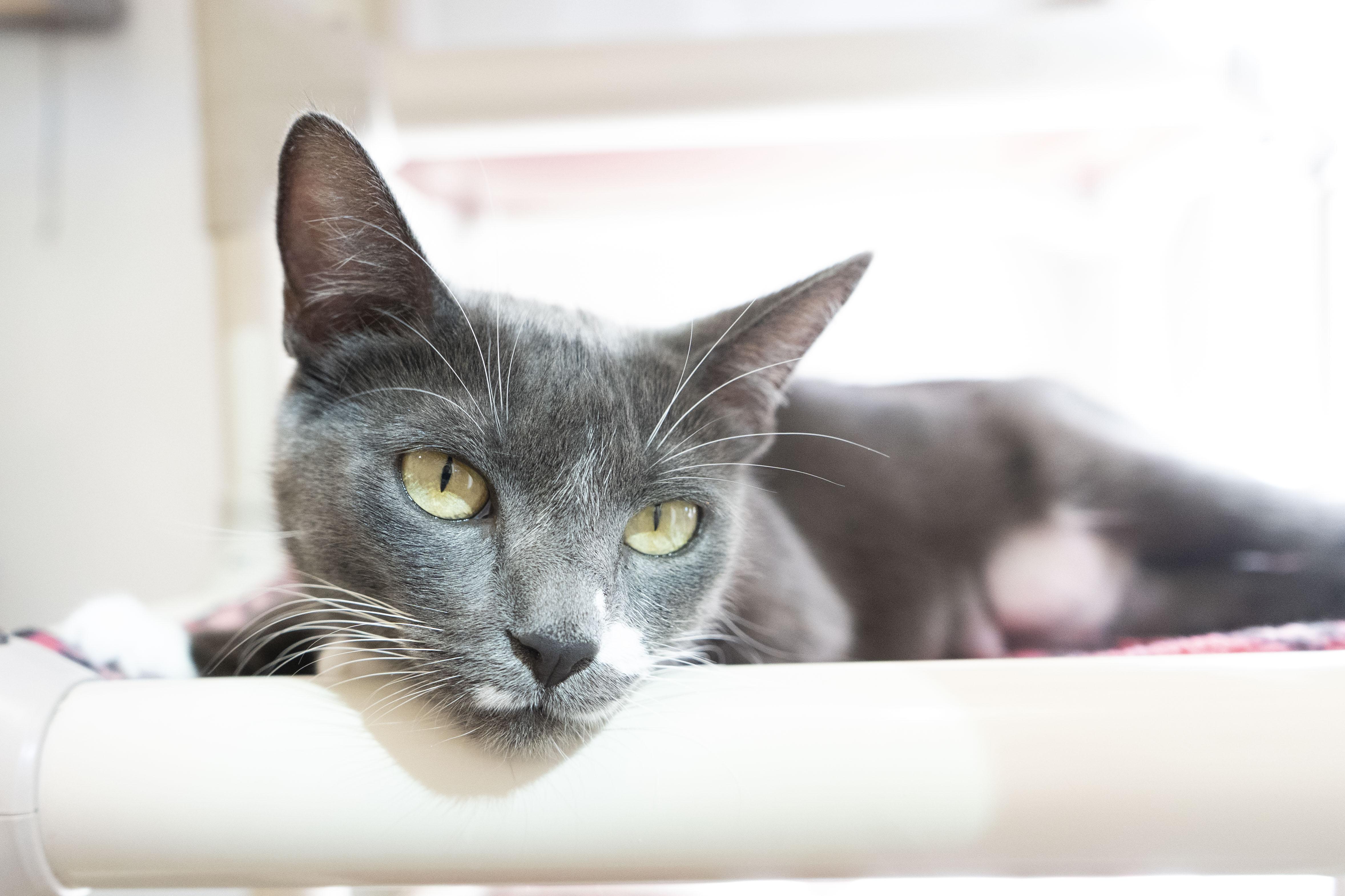 Flo, an adoptable Domestic Short Hair in Boise, ID, 83709 | Photo Image 2