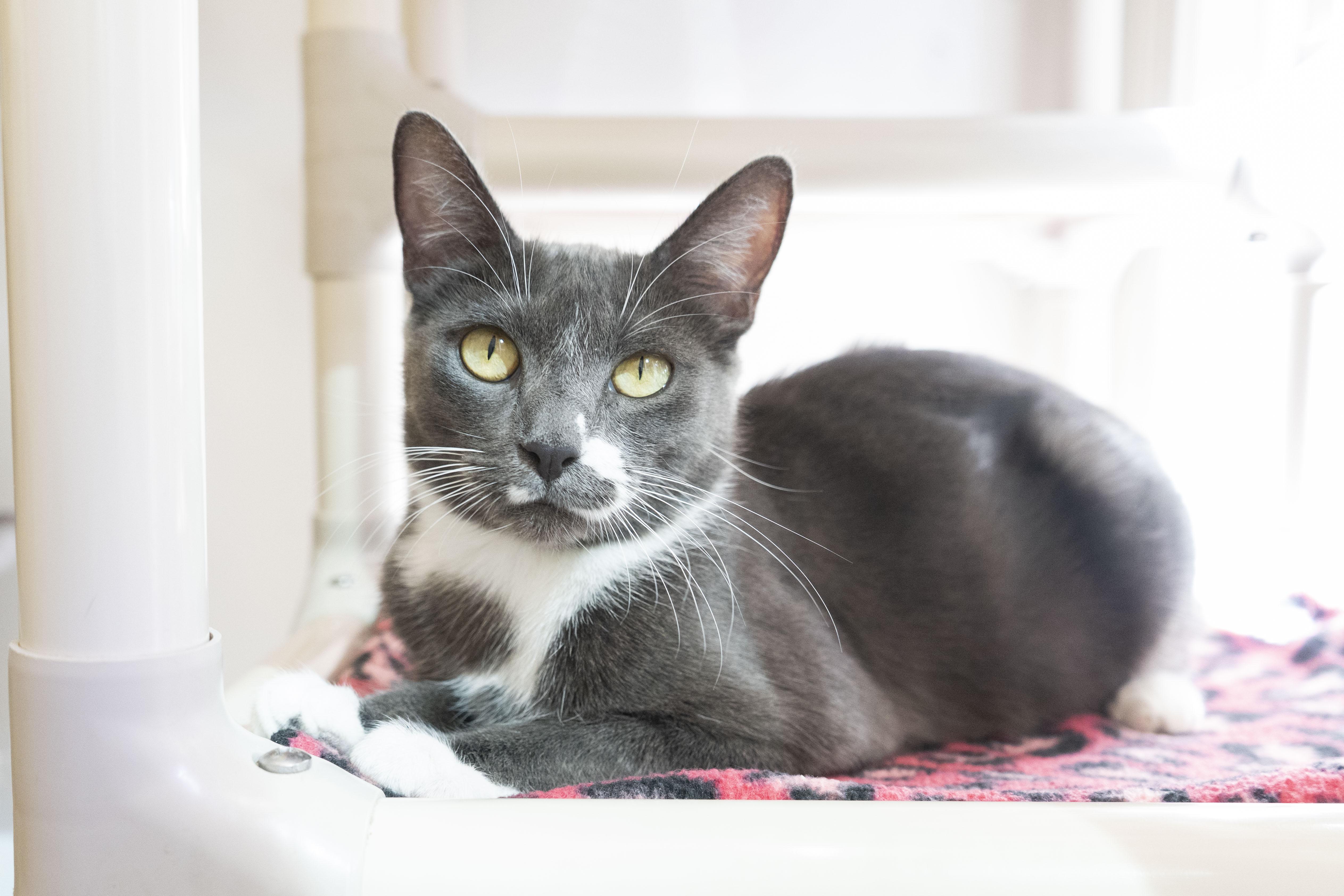 Flo, an adoptable Domestic Short Hair in Boise, ID, 83709 | Photo Image 1