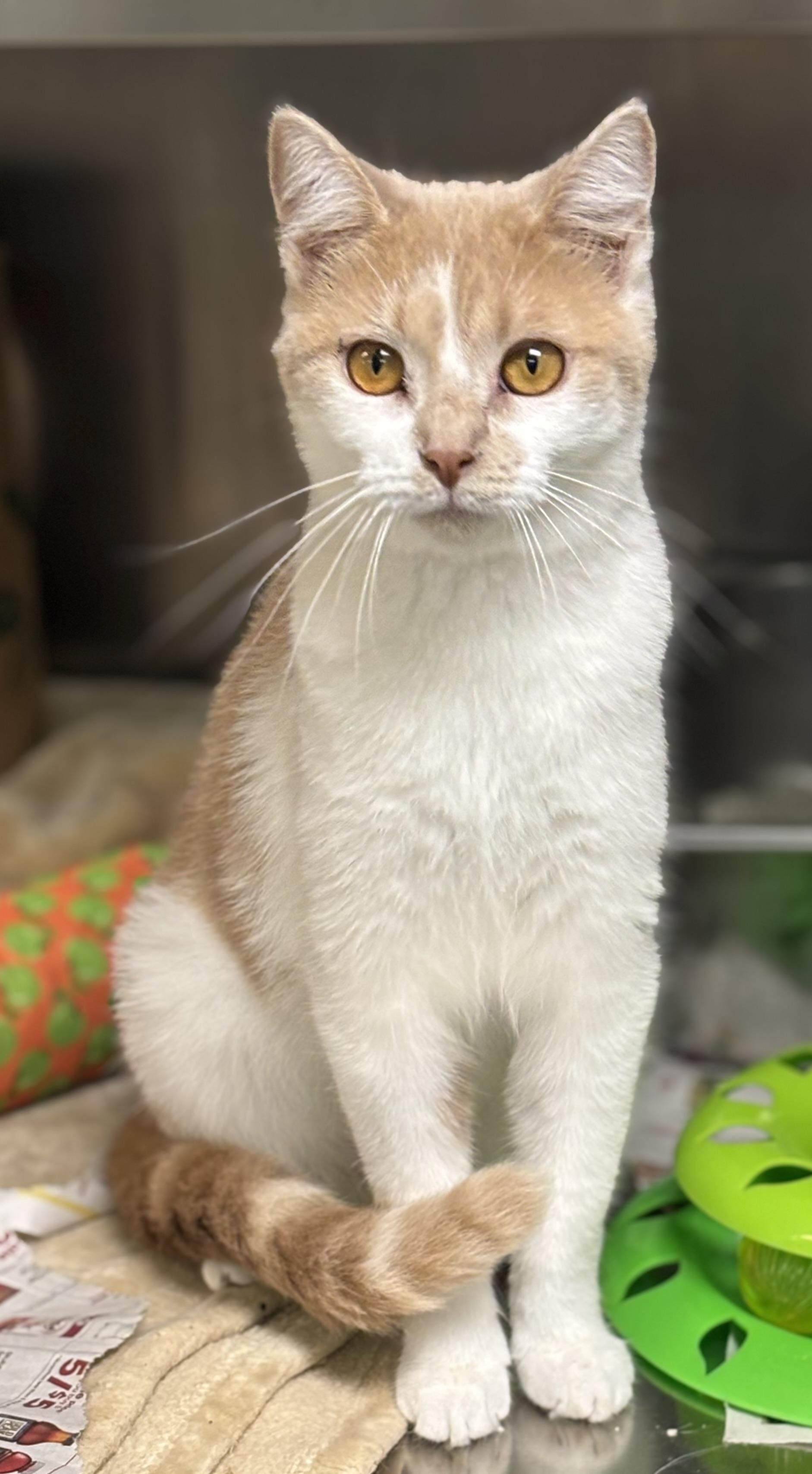 Enlarge Wasabi, a Adoptable Domestic Short Hair in Ravenna, OH image 1/3