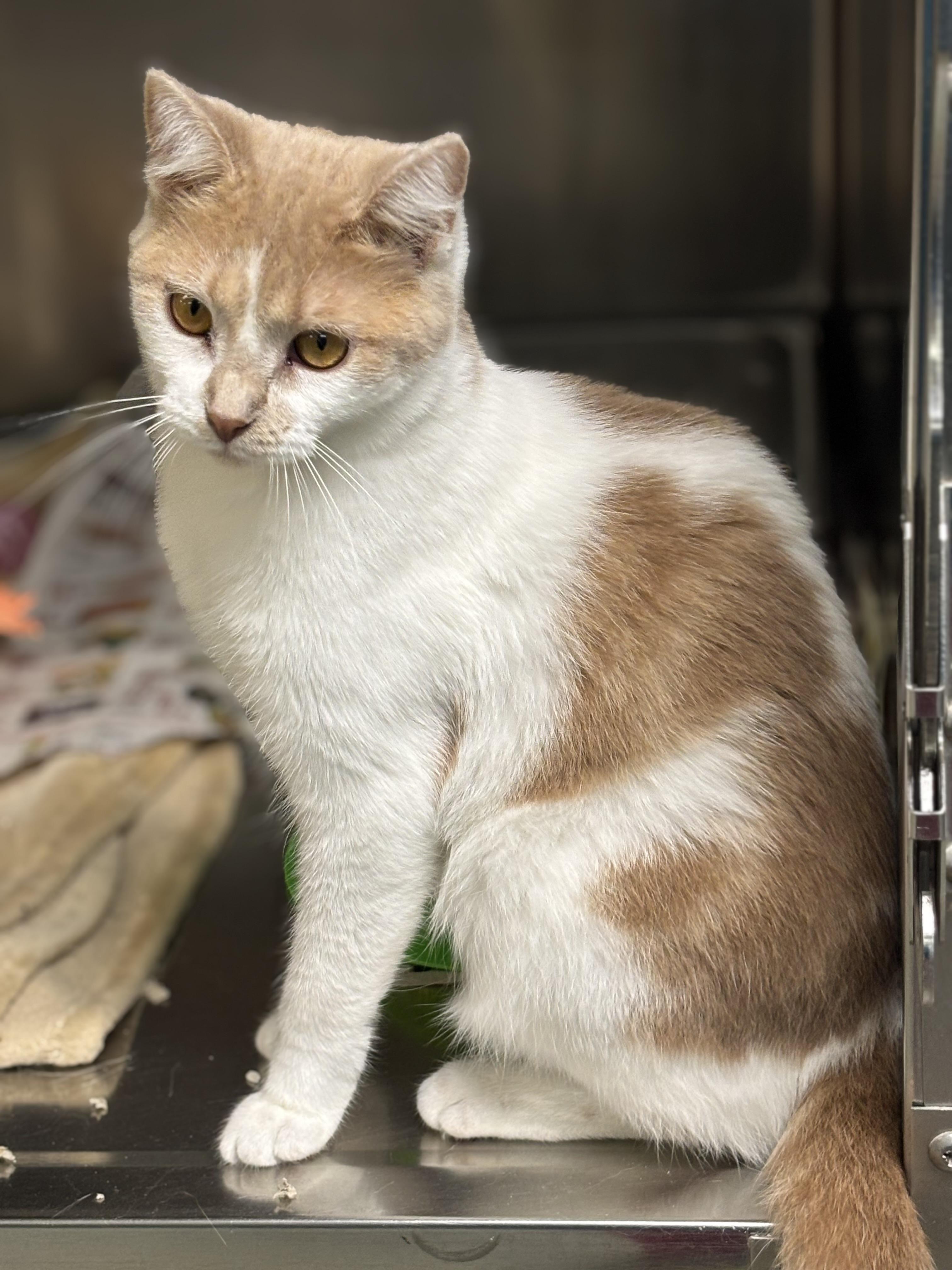 Enlarge Wasabi, a Adoptable Domestic Short Hair in Ravenna, OH image 2/3