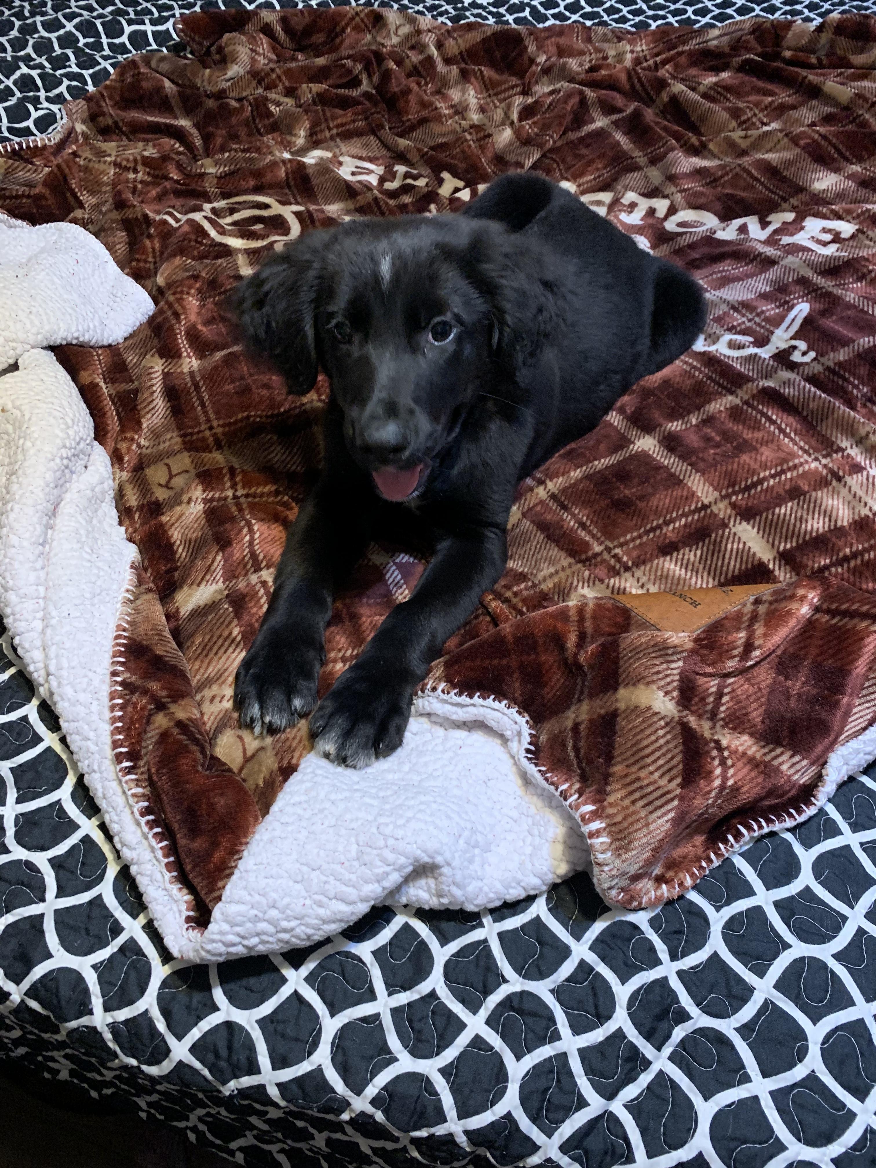 Bella, an adopted Mixed Breed in Cuthbert, GA image 1/4