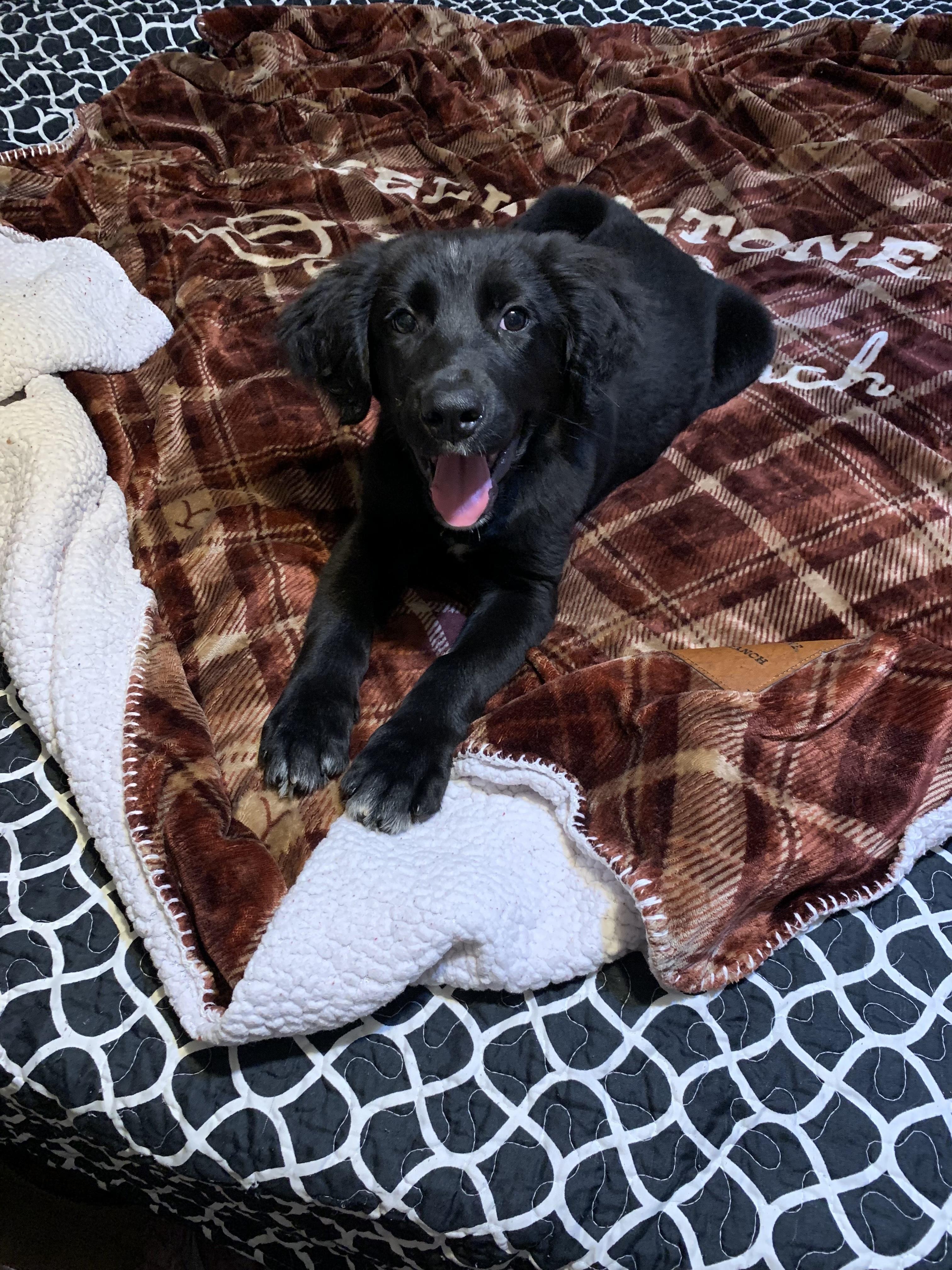 Bella, an adopted Mixed Breed in Cuthbert, GA image 2/4