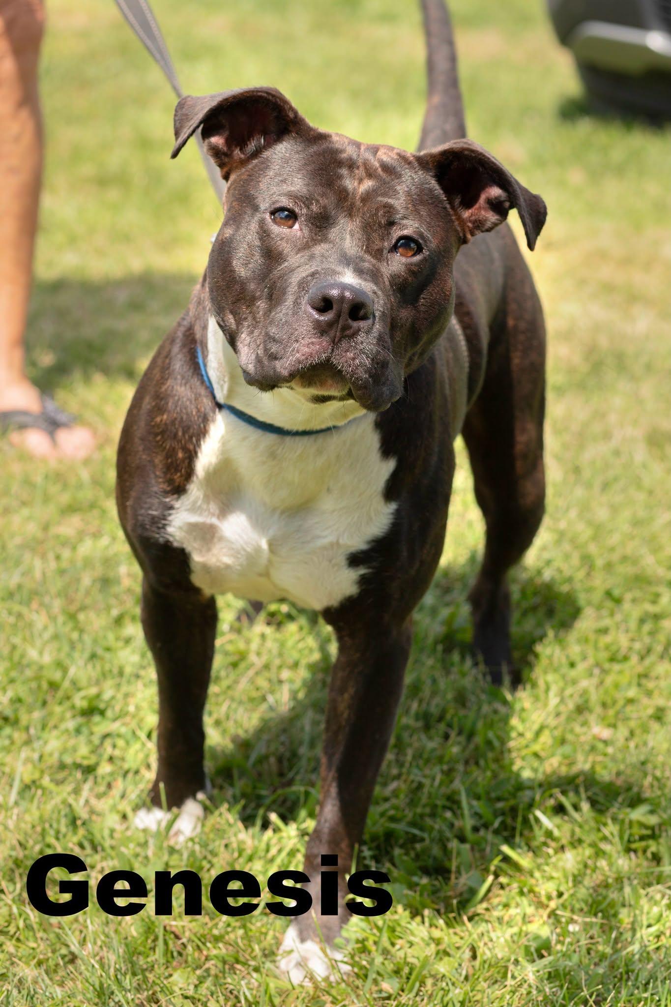 Enlarge Genesis, a ADOPTABLE Mixed Breed in Macomb, IL image 1/1