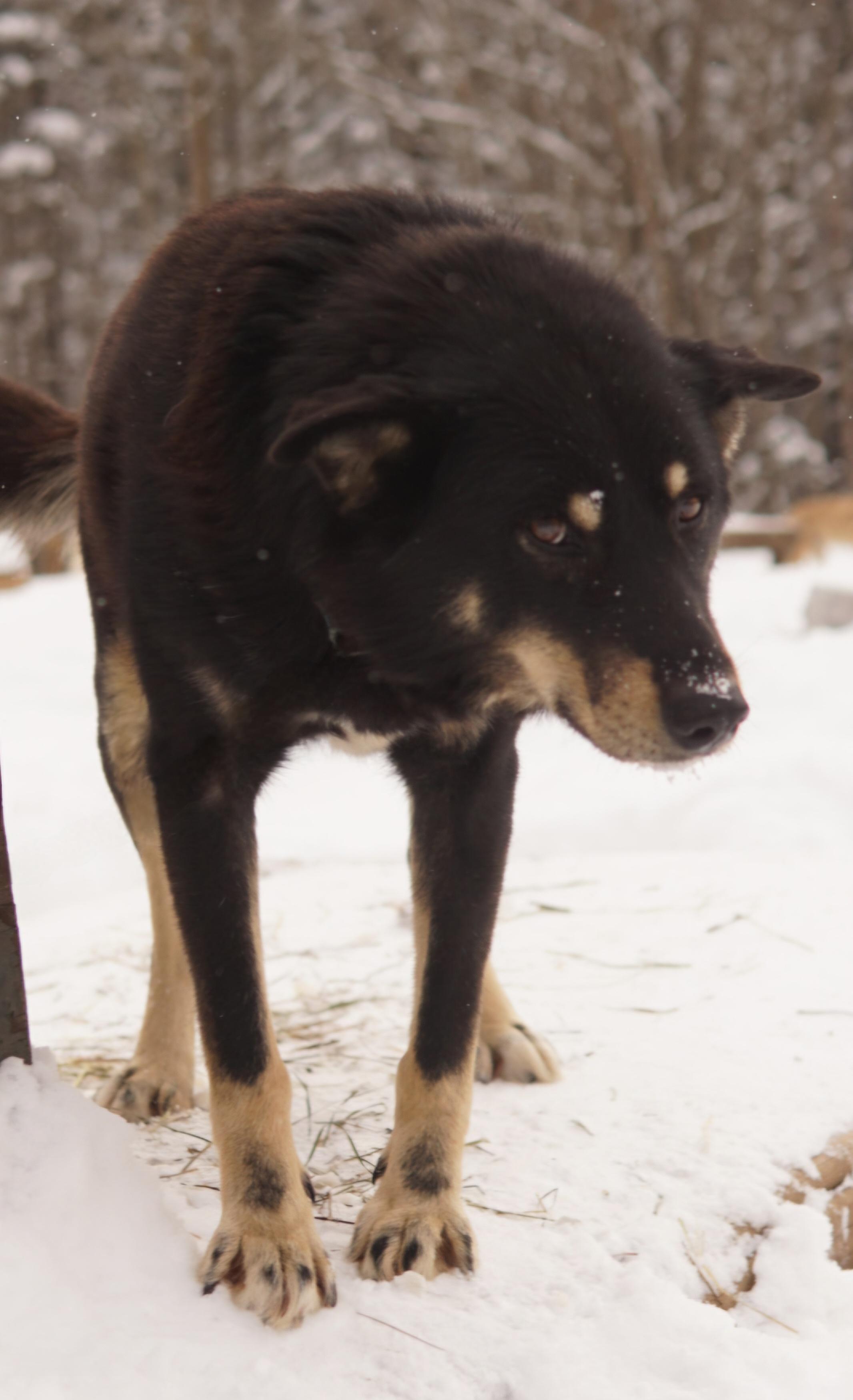 Twix, ADOPTABLE, Senior Male Husky.