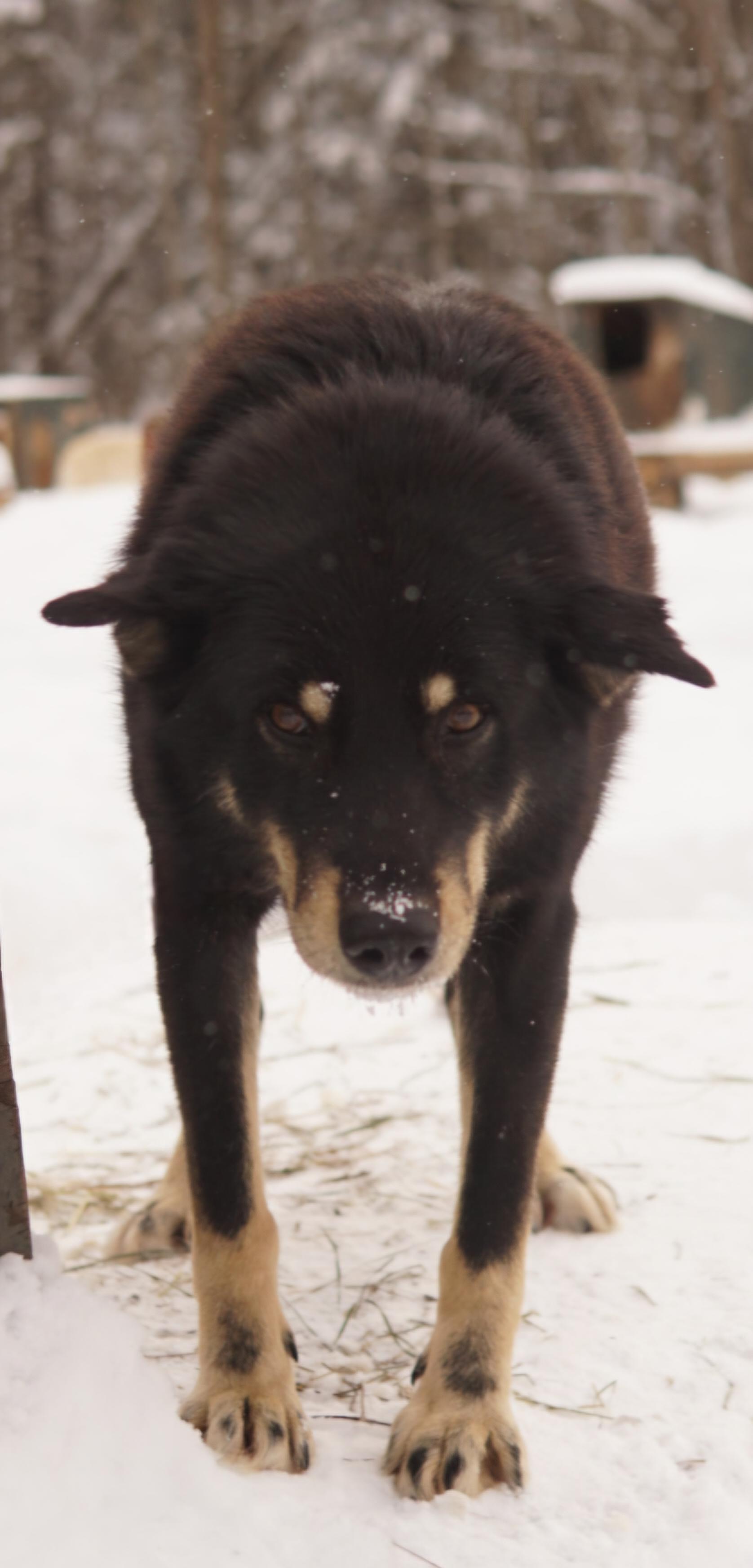 Enlarge Twix, a ADOPTABLE Husky in Jefferson, NH image 2/2