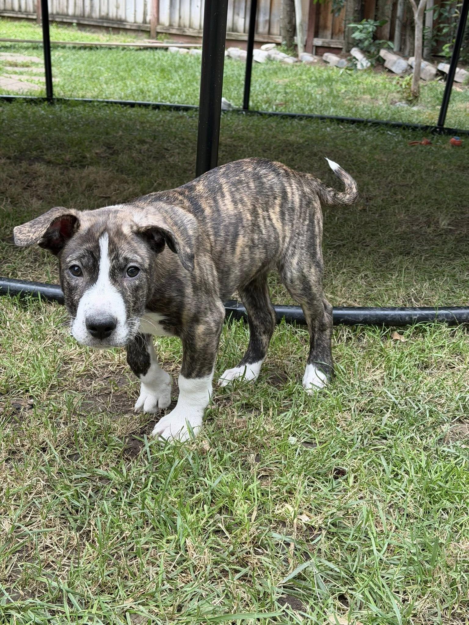 Enlarge Leo, a ADOPTABLE mixed breed in tracy, CA image 1/2