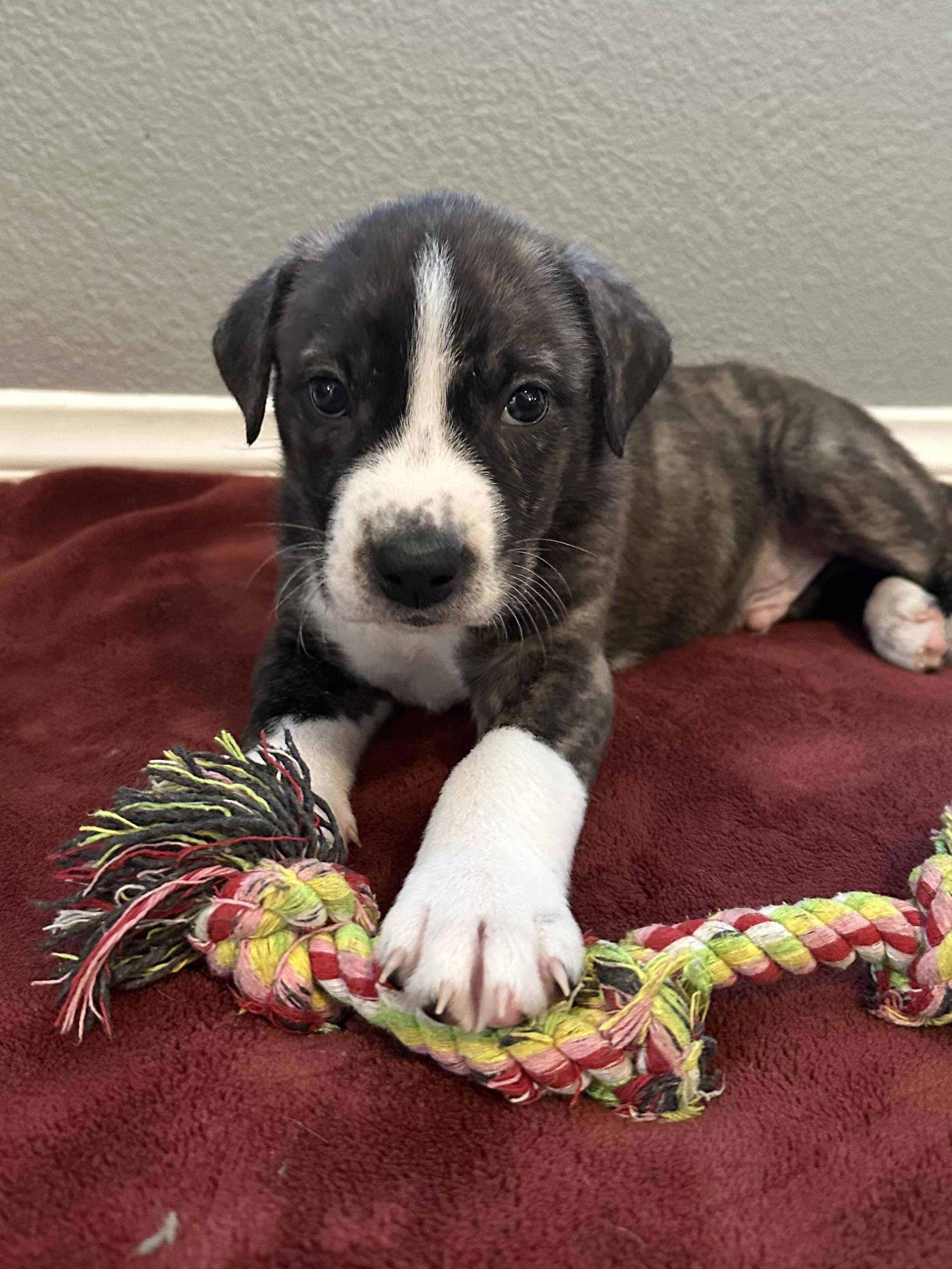 Enlarge Leo, a ADOPTABLE mixed breed in tracy, CA image 2/2