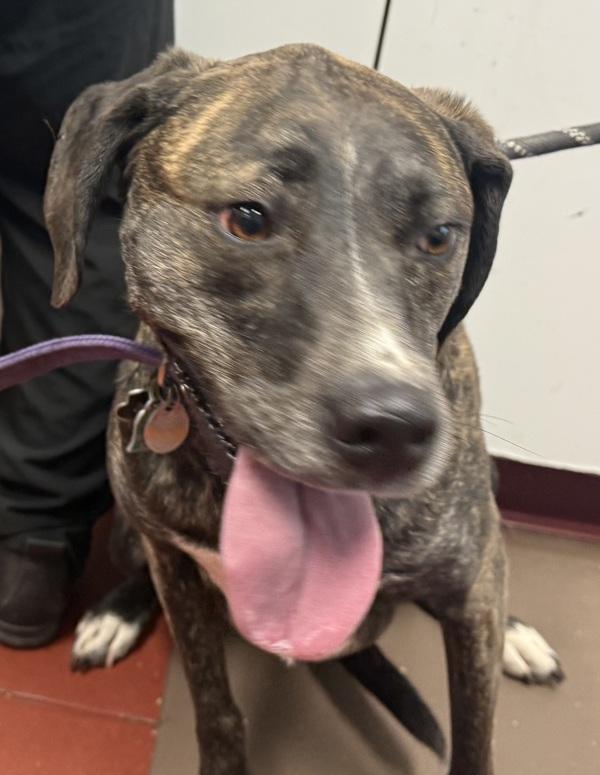 Kali, Adoptable, Adult Female Plott Hound.