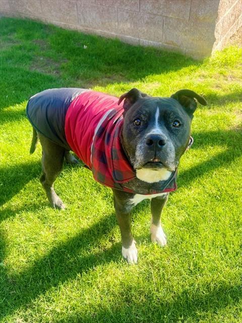 PETEY, Adoptable, Adult Male Pit Bull Terrier & Mixed Breed.