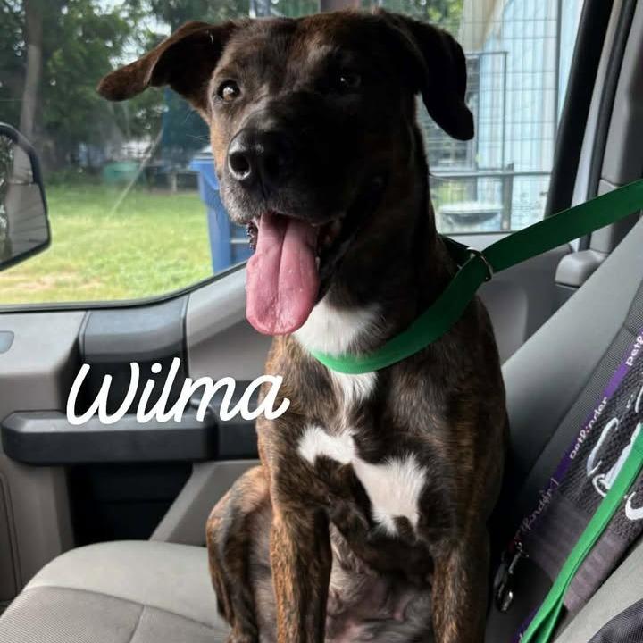 Wilma, Adoptable, Adult Female Plott Hound & Mixed Breed.