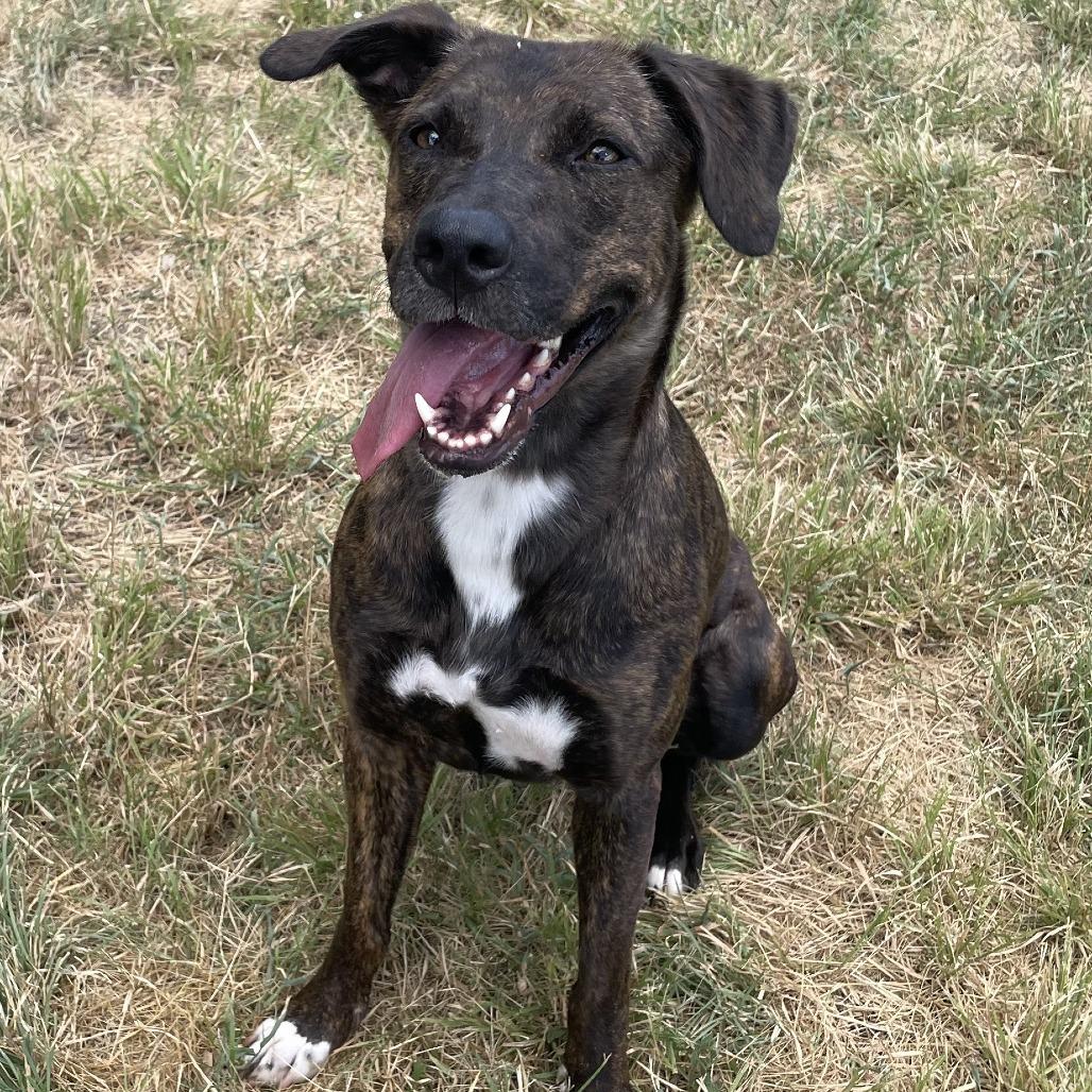 Wilma, a Adoptable mixed breed in Buchanan Dam, TX image 2/2