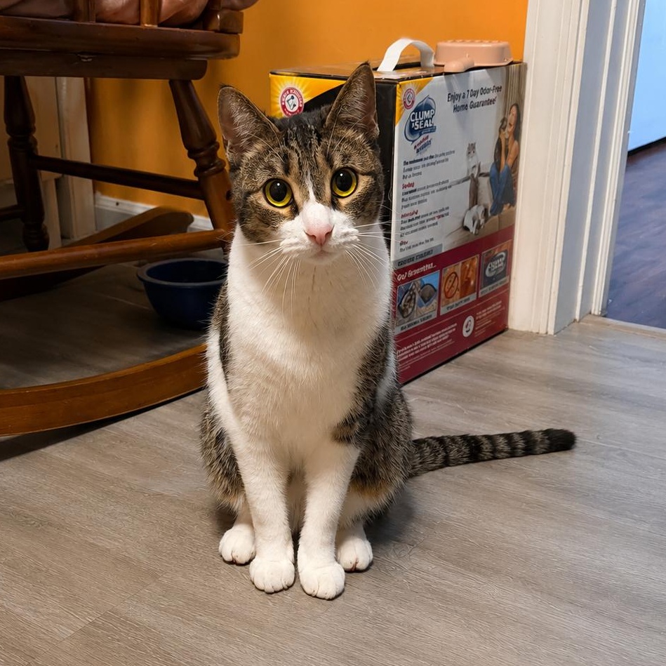 Sally, Adoptable, Adult Female Domestic Short Hair.