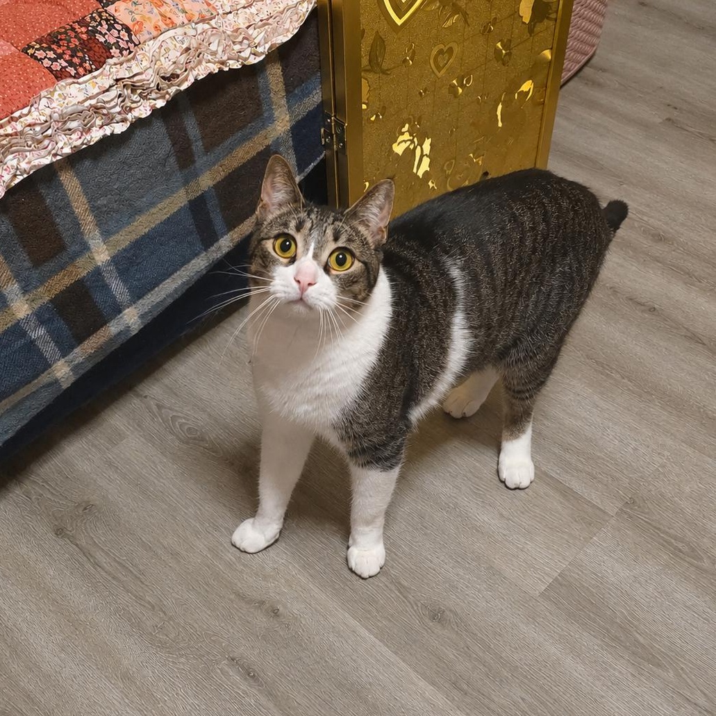 Enlarge Sally, a Adoptable Domestic Short Hair in New York, NY image 3/3