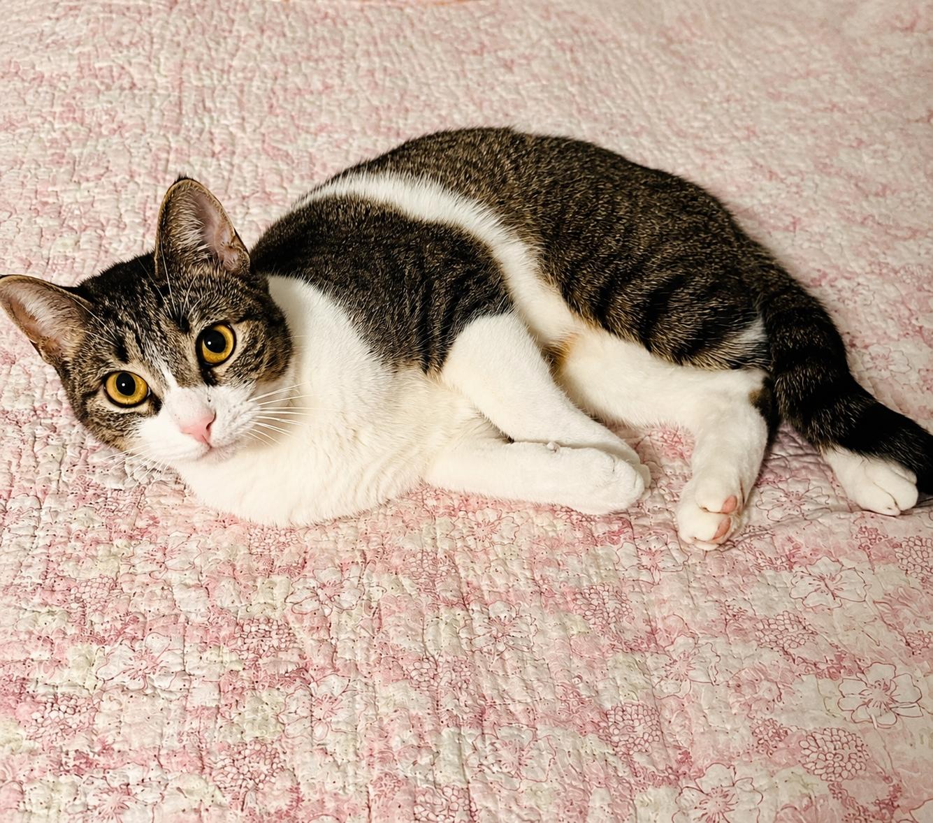 Enlarge Sally, a Adoptable Domestic Short Hair in New York, NY image 2/3