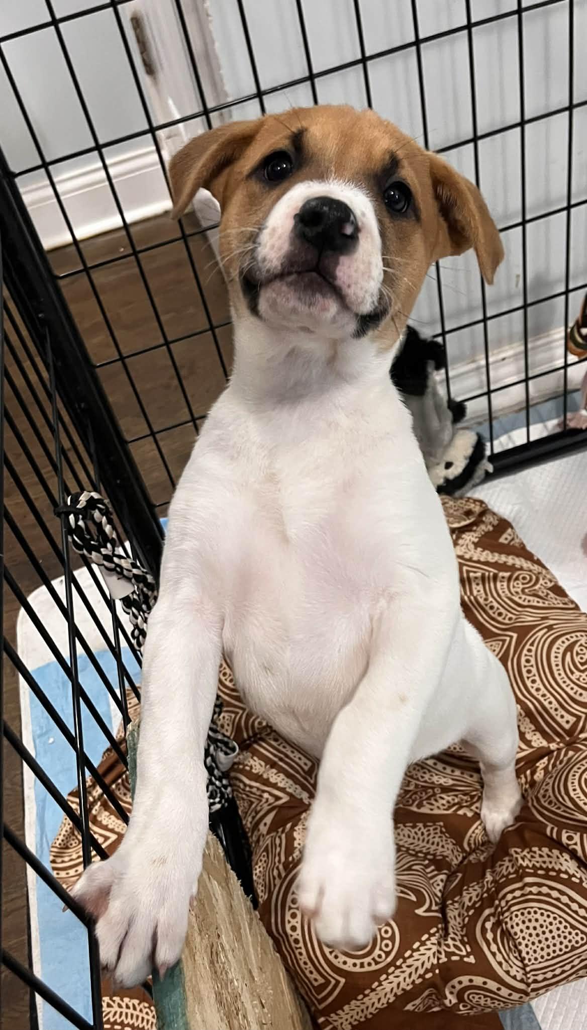 Enlarge Cherub, a Adoptable mixed breed in Crown Point, IN image 3/6