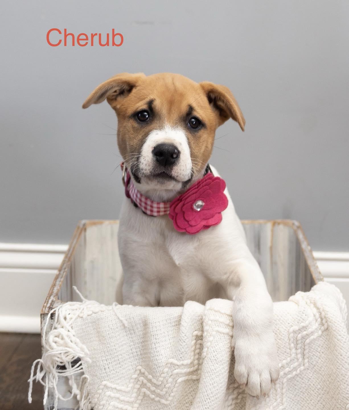 Enlarge Cherub, a Adoptable mixed breed in Crown Point, IN image 2/6