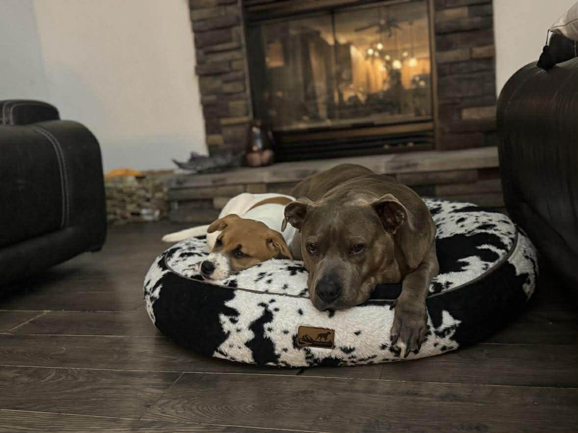 Enlarge Cherub, a Adoptable mixed breed in Crown Point, IN image 5/6