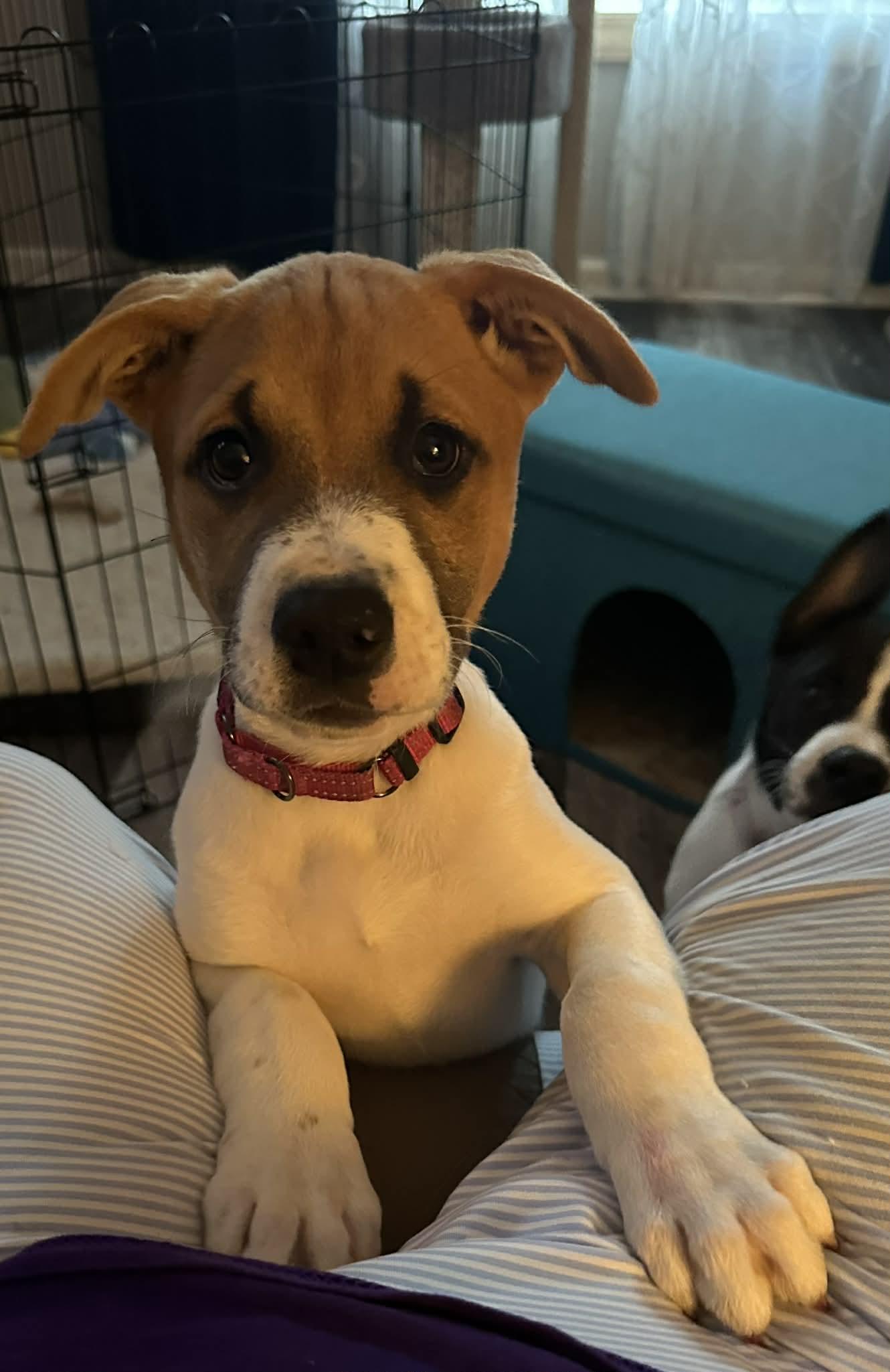 Enlarge Cherub, a Adoptable mixed breed in Crown Point, IN image 4/6