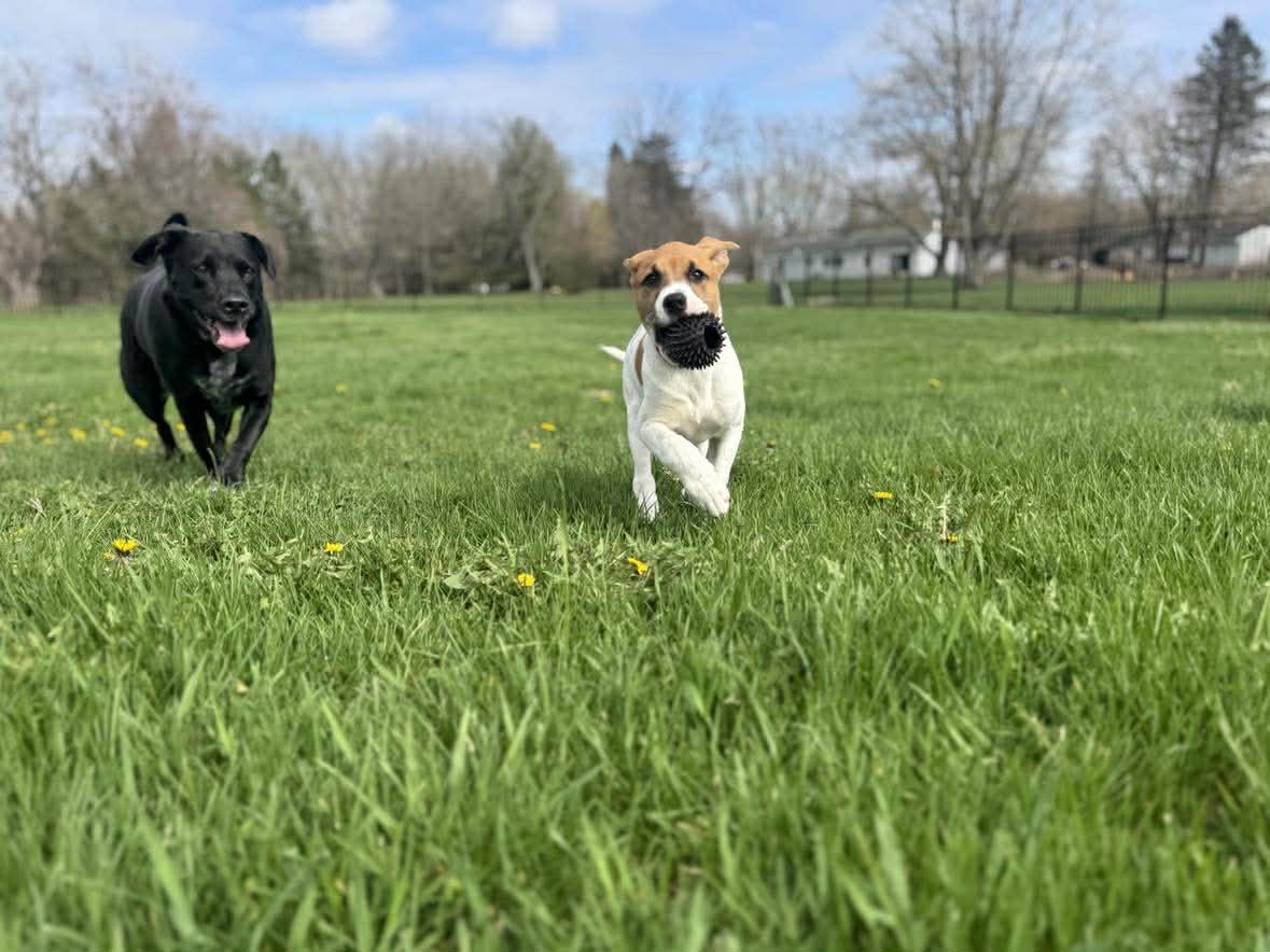 Enlarge Cherub, a Adoptable mixed breed in Crown Point, IN image 6/6