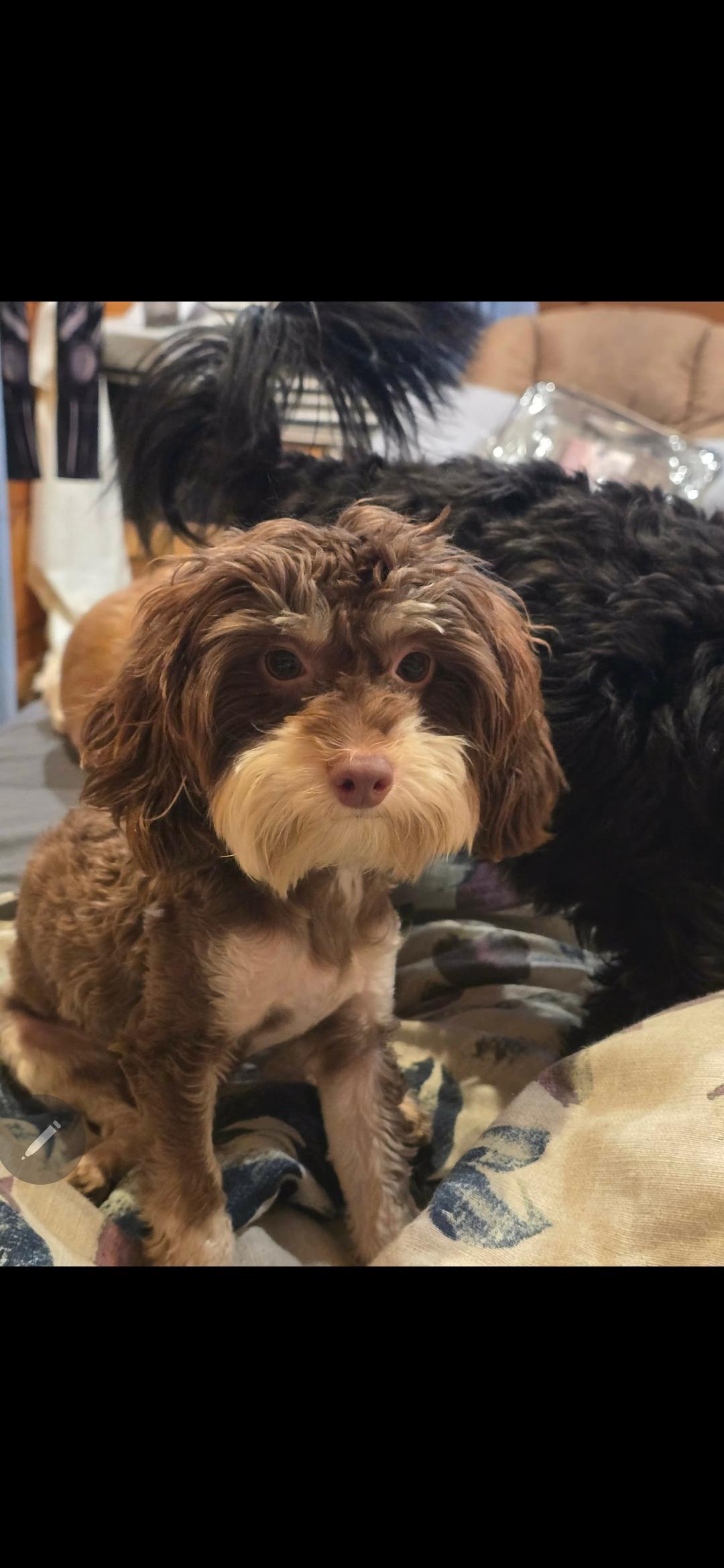 Enlarge Moe, a ADOPTABLE mixed breed in Dandridge, TN image 1/1