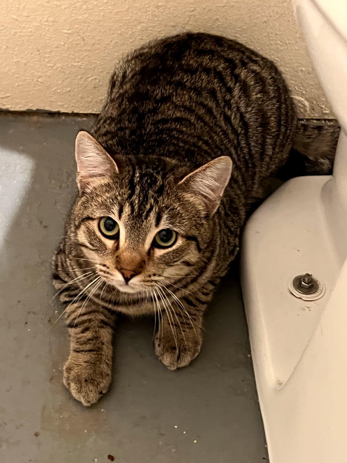 Ravioli, Adoptable, Young Male Domestic Short Hair.