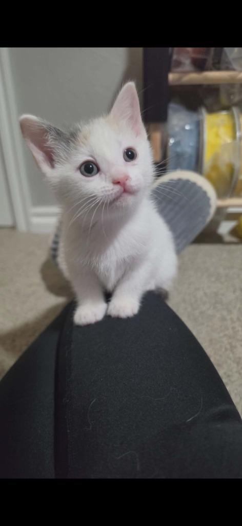 Dew, Adoptable, Kitten Female Domestic Short Hair.