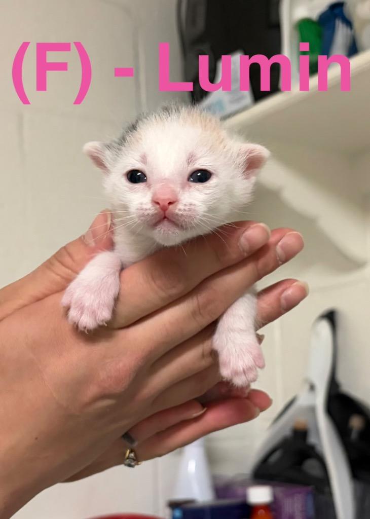 Enlarge Dew, a Adoptable mixed breed in Ada, OK image 2/2