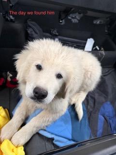 Enlarge Moose ATX NA Monty, a Adopted Great Pyrenees in Quinlan, TX image 1/6