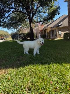 Enlarge Moose ATX NA Monty, a Adopted Great Pyrenees in Quinlan, TX image 2/6