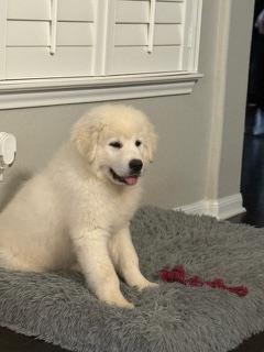 Enlarge Moose ATX NA Monty, a Adopted Great Pyrenees in Quinlan, TX image 3/6