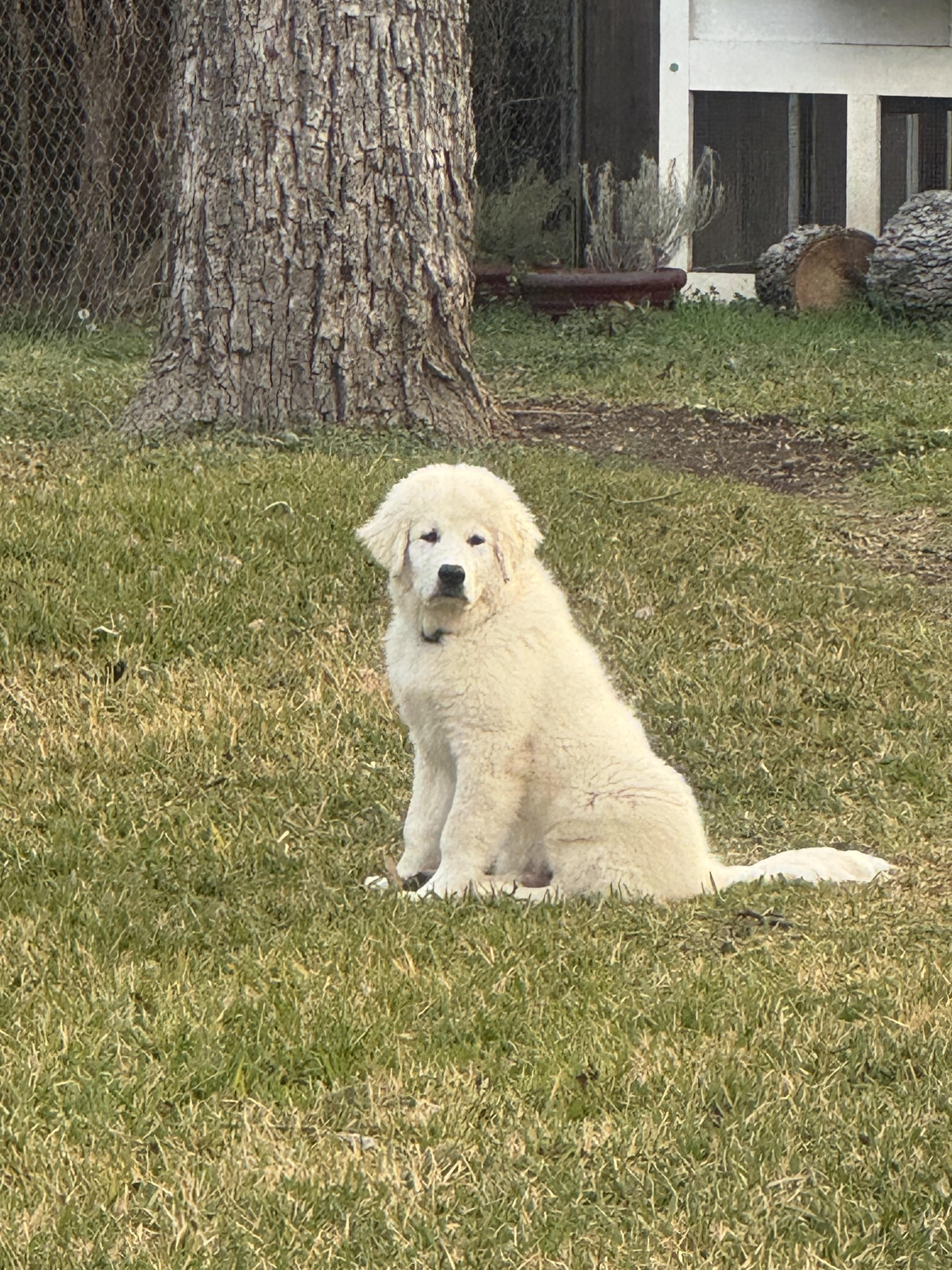 Enlarge Moose ATX NA Monty, a Adopted Great Pyrenees in Quinlan, TX image 4/6