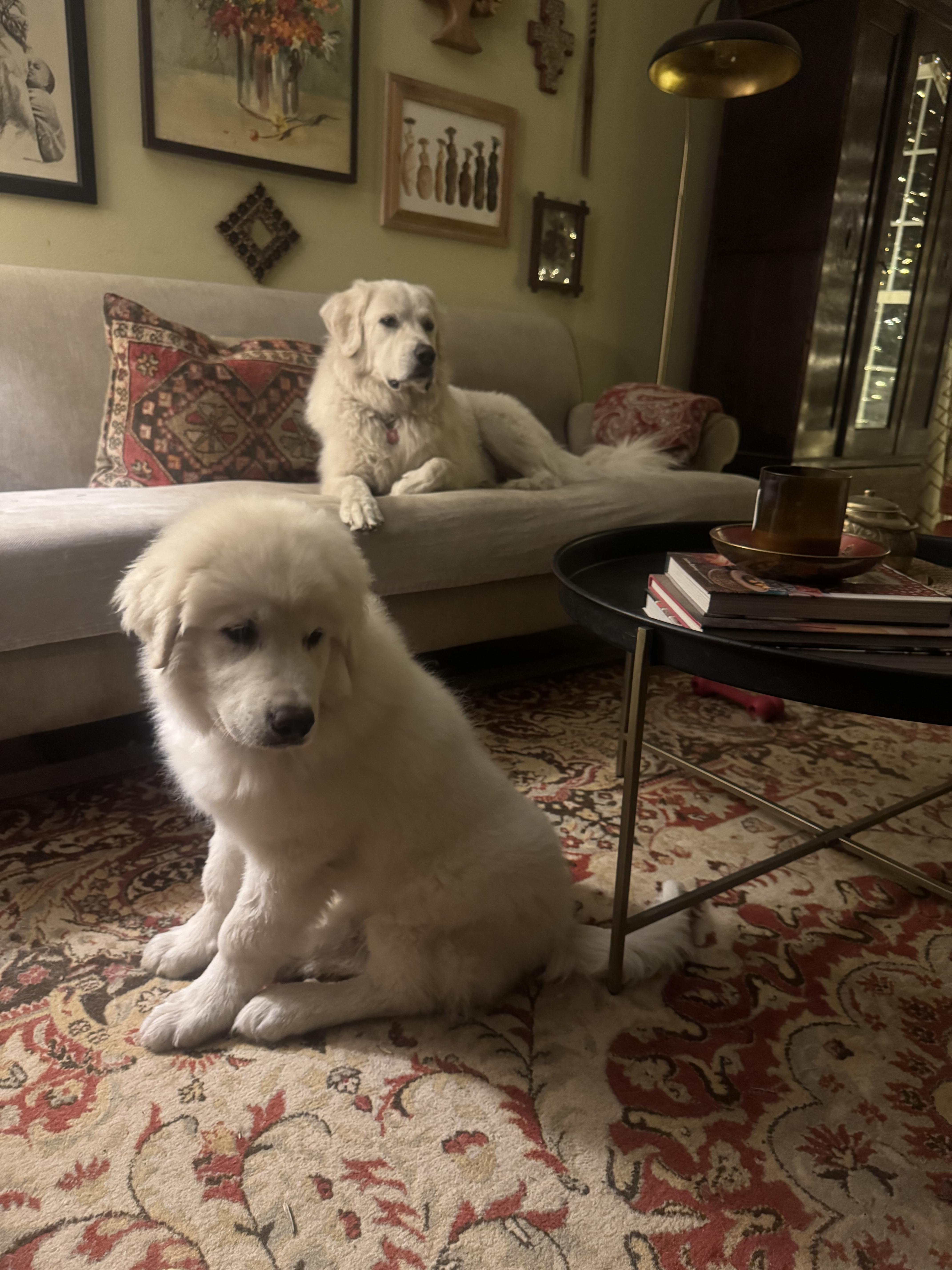 Enlarge Moose ATX NA Monty, a Adopted Great Pyrenees in Quinlan, TX image 5/6