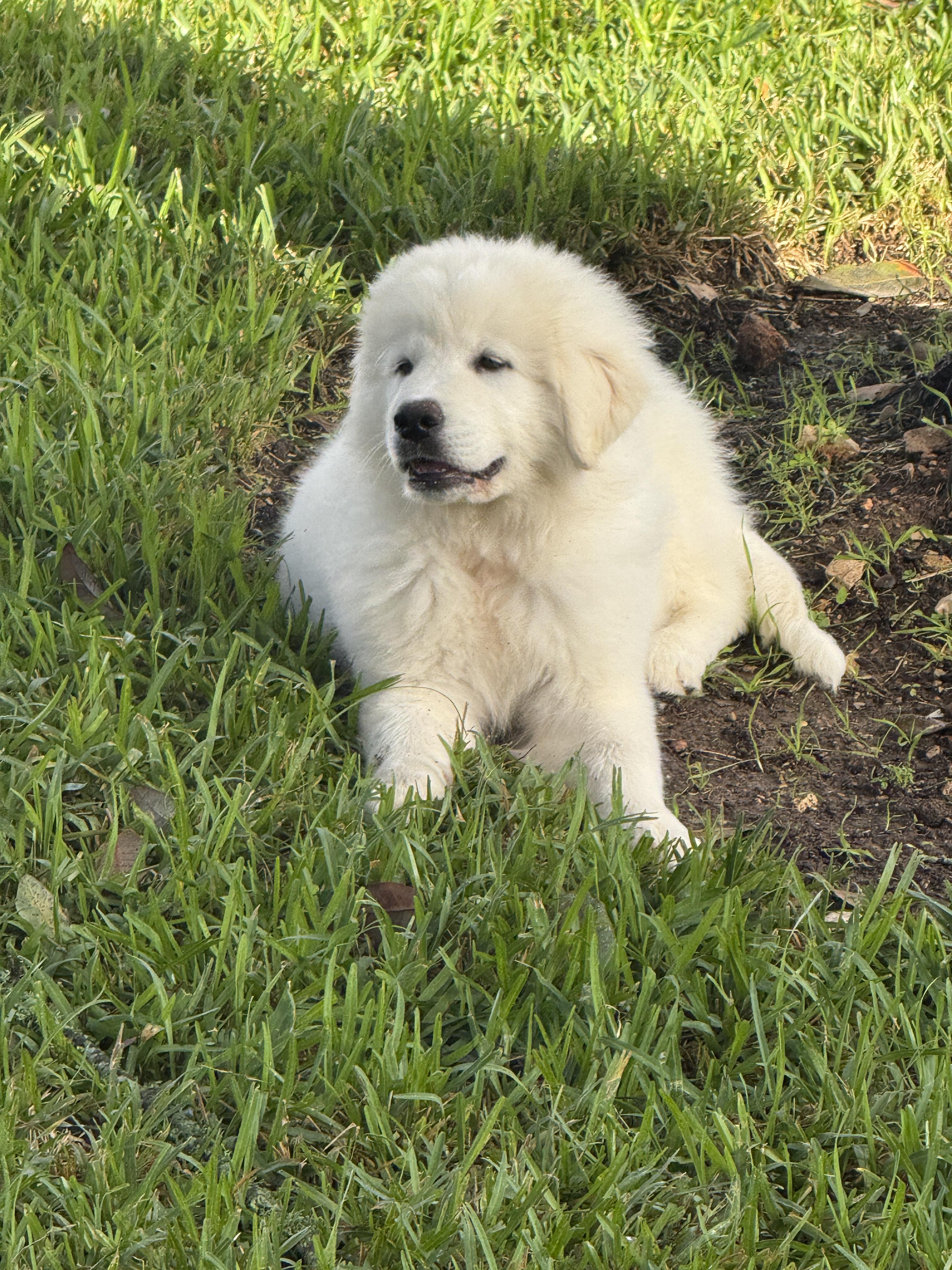 Enlarge Moose ATX NA Monty, a Adopted Great Pyrenees in Quinlan, TX image 6/6