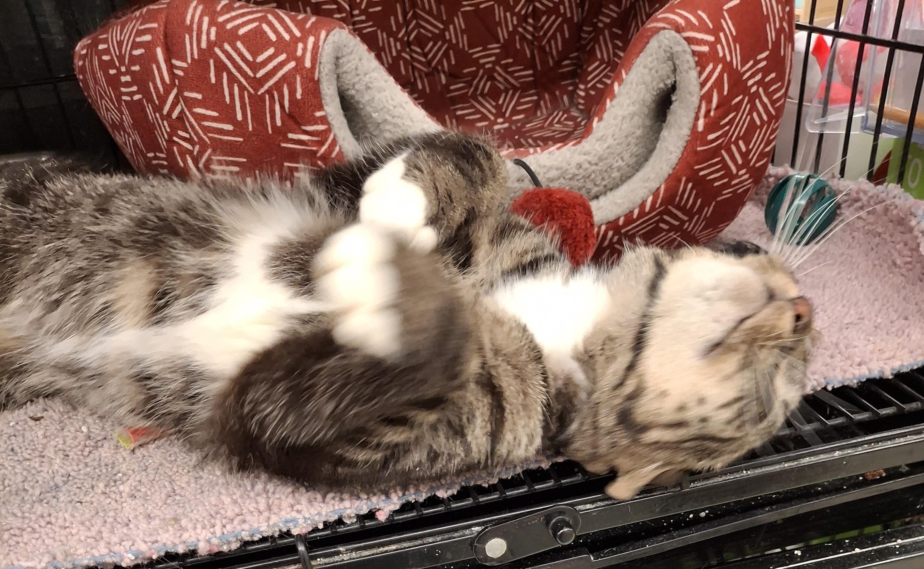 Austin, a Adoptable Tabby in Bear, DE image 2/3