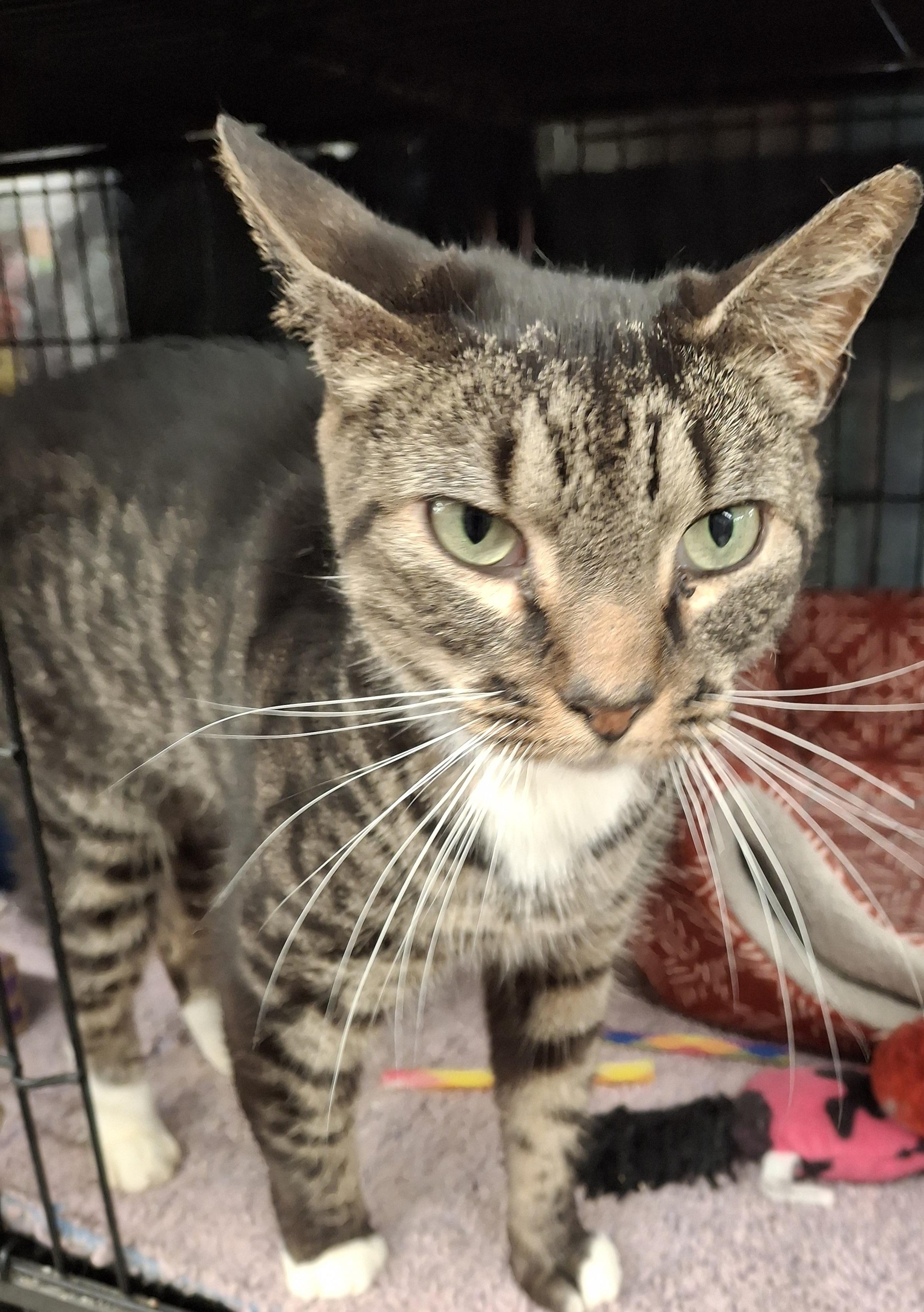 Austin, a Adoptable Tabby in Bear, DE image 3/3