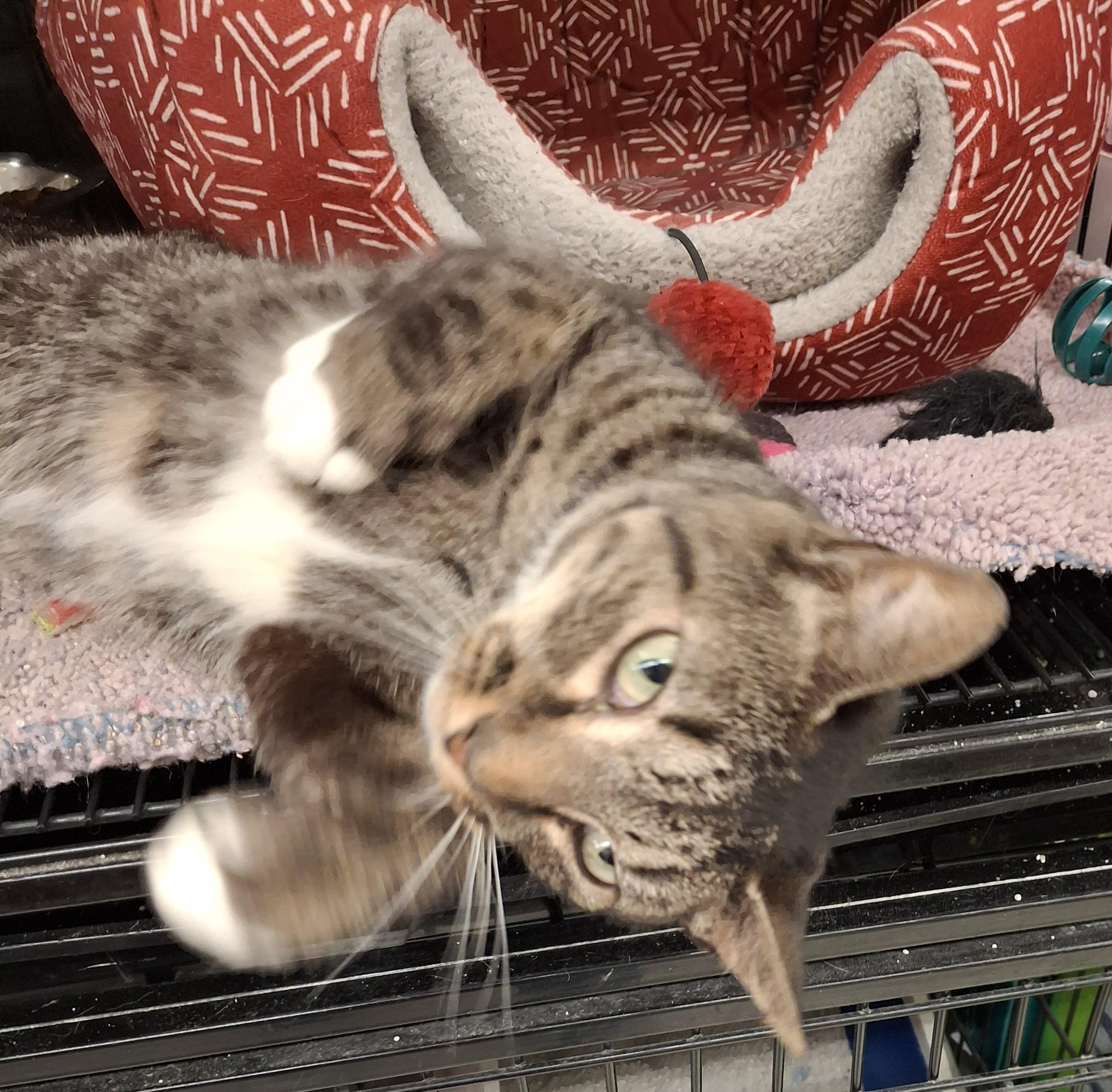 Austin, a Adoptable Tabby in Bear, DE image 1/3