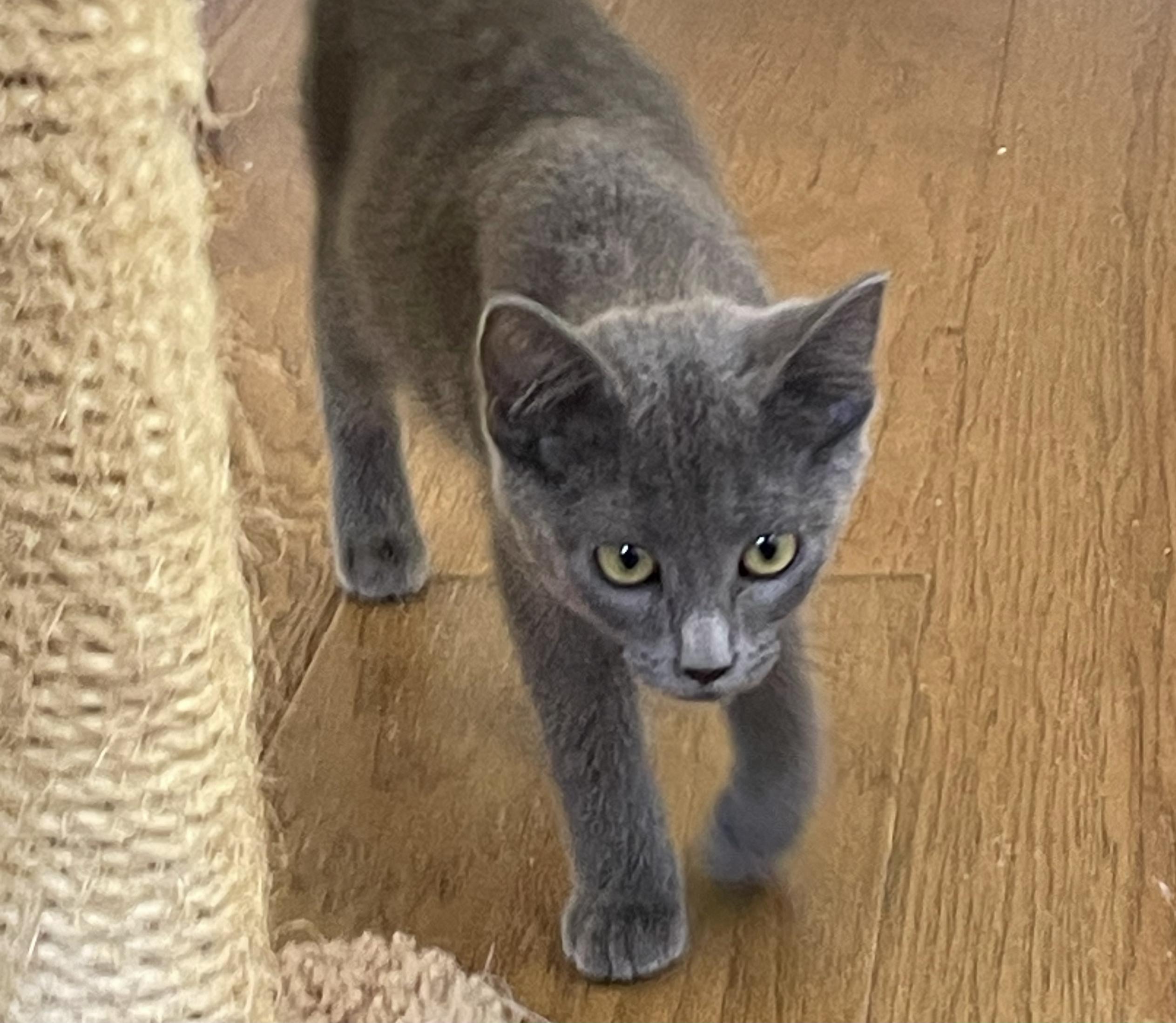 Enlarge Angel — The Little Angel on Your Shoulder, a Adopted Domestic Short Hair in Prescott, AZ image 3/4